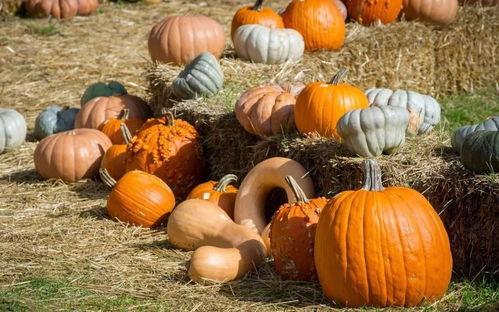 墨尔本梗吃瓜群众,揭秘吃瓜群众的欢乐盛宴