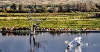 风景如画吃瓜,探寻人间仙境的夏日美味之旅