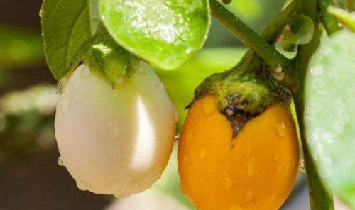 大奇吃瓜大树,揭秘大树背后的秘密