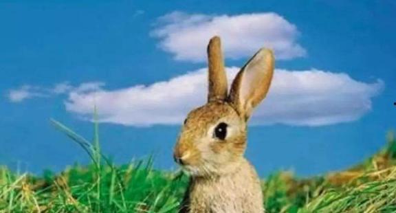 兔子躺在地里吃瓜,享受夏日瓜果盛宴