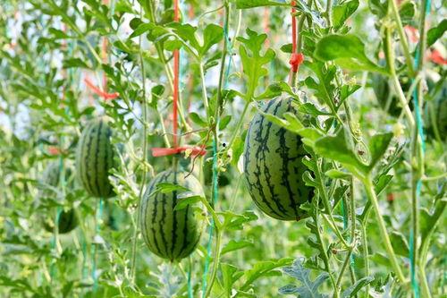 中财吃瓜,揭秘财经圈那些不为人知的幕后故事