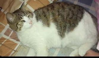 猫咪吃蓝瓜,蓝瓜引发的美食探险记