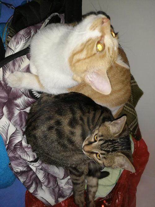 猫咪吃蓝瓜,蓝瓜引发的美食探险记