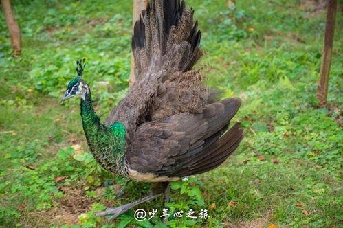 孔雀吃洋瓜,洋瓜成为新宠