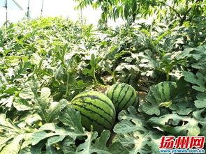 扬州 吃瓜,探寻瓜果飘香的独特风味