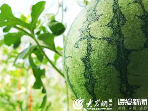 51最新吃瓜,揭秘娱乐圈最新热点事件