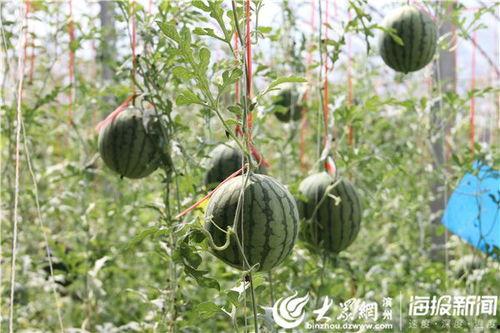 江门阳江吃瓜事件视频,一场引发热议的网络视频风波