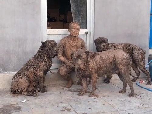 狗狗吃哈米瓜,甜蜜新宠物的健康美味选择