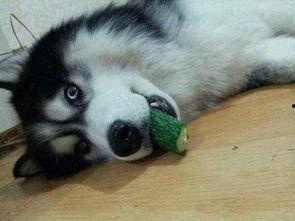 狗狗吃哈米瓜,甜蜜新宠物的健康美味选择