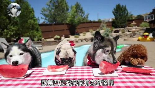 狗狗吃哈米瓜,甜蜜新宠物的健康美味选择