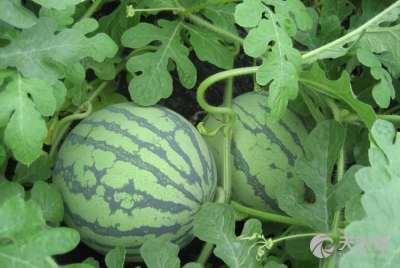 武汉工商吃瓜,吃瓜群众揭秘背后真相