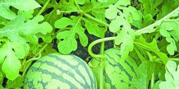 武汉工商吃瓜,吃瓜群众揭秘背后真相