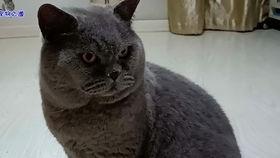 胖猫事件吃瓜吗,网络热议背后的真相与反思