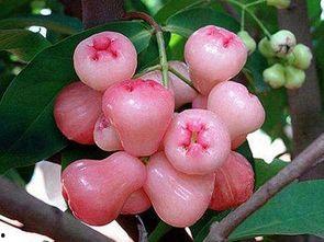 莲雾吃瓜作者,揭秘网络红人的幕后故事