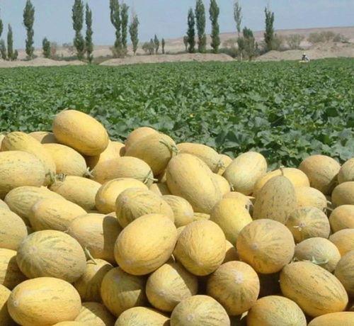 库尔勒吃瓜头条,揭秘瓜乡新鲜事，带你领略瓜乡魅力