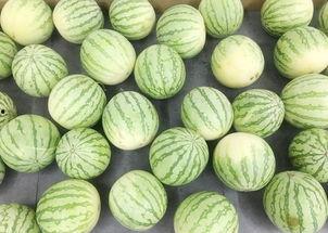 正品吃瓜,带你领略美食与娱乐的跨界魅力