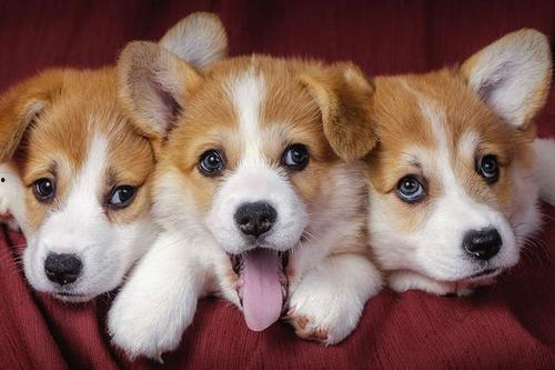 柯基可以吃蜜瓜嘛