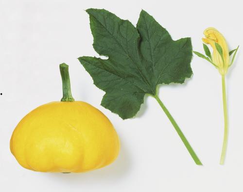 树叶直播间吃瓜,揭秘娱乐圈吃瓜盛宴