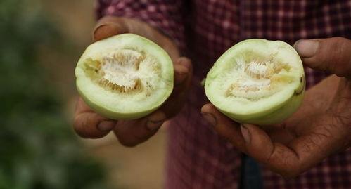 弥渡直播吃瓜,一场别开生面的网络盛宴