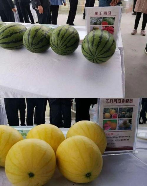 弥渡直播吃瓜,一场别开生面的网络盛宴