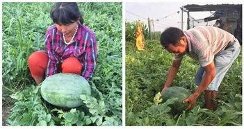 漯河最新吃瓜视频,揭秘当地热门事件背后的真相