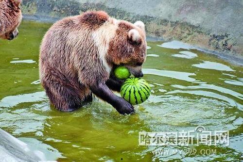 防止瓜被动物吃,动物防食策略全解析