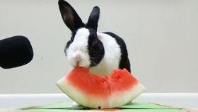 萌兔兔吃瓜,萌兔兔的瓜田奇遇记