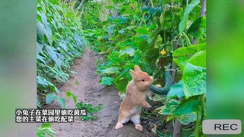 萌兔兔吃瓜,萌兔兔的瓜田奇遇记