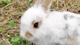 萌兔兔吃瓜,萌兔兔的瓜田奇遇记