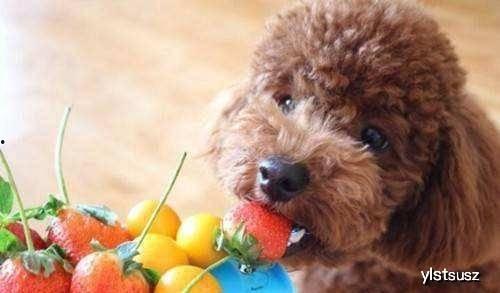 泰迪可以吃哈密瓜吗,哈密瓜的适宜性探讨