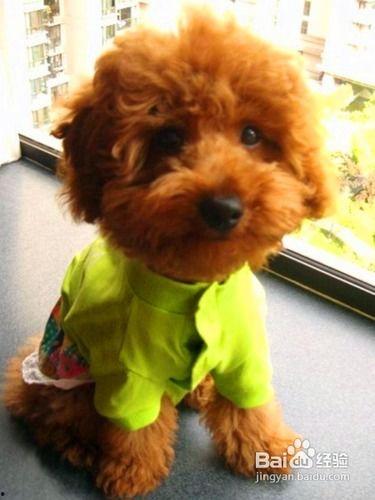 泰迪可以吃哈密瓜吗,哈密瓜的适宜性探讨