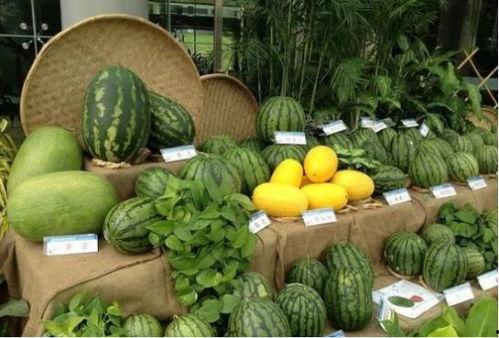 吃瓜岗,网络热词背后的社会现象与思考