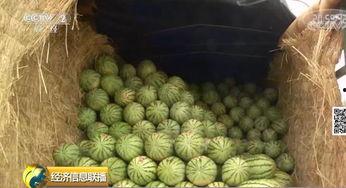 邯郸大瓜吃瓜群众,揭秘吃瓜群众的狂欢盛宴