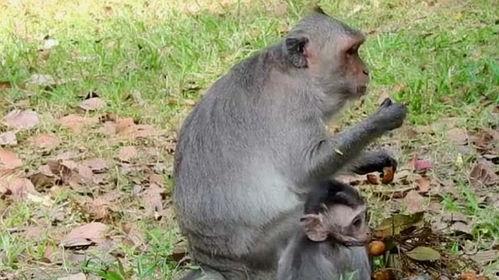 吃蜜瓜的猴子视频,欢乐瞬间捕捉