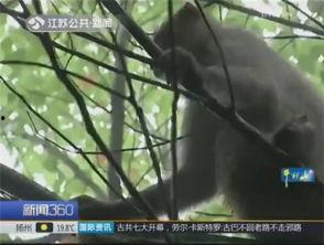 吃蜜瓜的猴子视频,欢乐瞬间捕捉