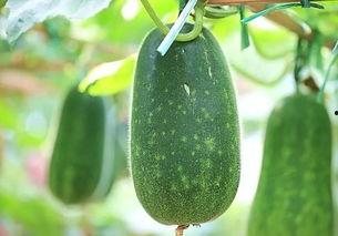 拉瓜种子可以吃,天然美味，营养丰富的健康食品