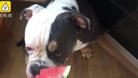 狗可以吃马来瓜吗,揭秘狗能否食用马来瓜