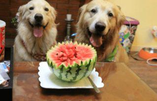 狗可以吃马来瓜吗,揭秘狗能否食用马来瓜