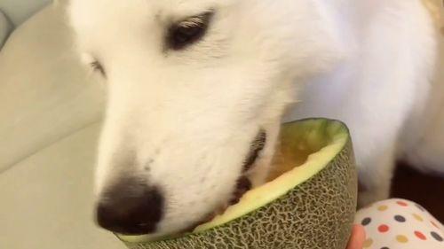 狗头君吃瓜群众,揭秘娱乐圈幕后风云