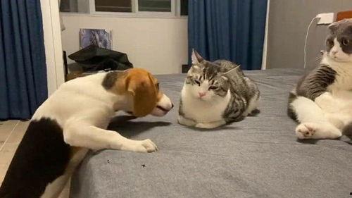 狗头君吃瓜群众,揭秘娱乐圈幕后风云