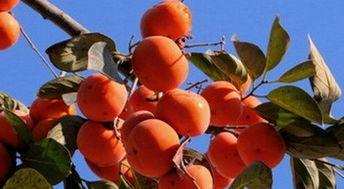 吃葫芦瓜可以吃柿子吗