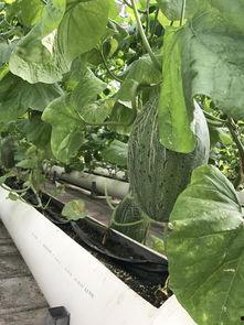 新疆吃瓜群,揭秘新疆特色美食的魅力与传承