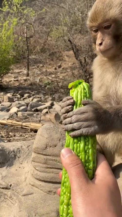 隐身猴子吃瓜,隐身猴子的神秘瓜界冒险