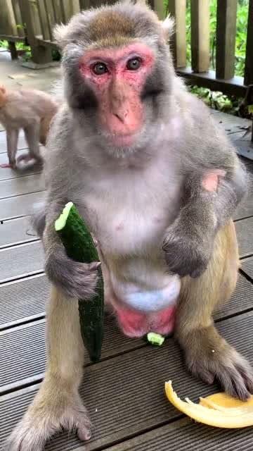 隐身猴子吃瓜,隐身猴子的神秘瓜界冒险