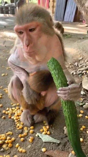 隐身猴子吃瓜,隐身猴子的神秘瓜界冒险