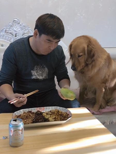 金毛吃瓜比赛,萌宠盛宴，趣味横生