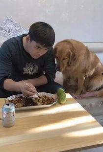 金毛吃瓜比赛,萌宠盛宴，趣味横生