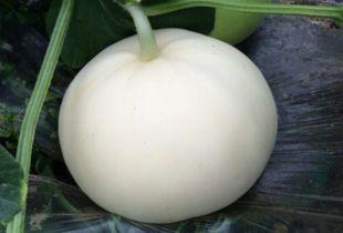 吃梨瓜带发吗,助你轻松养发护发