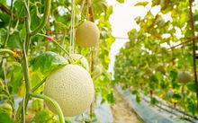 吃梨瓜带发吗,助你轻松养发护发