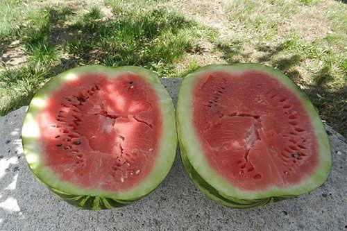 梦到种瓜和吃瓜,揭秘梦境中的瓜田与瓜香